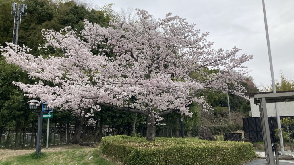 岸和田SAの桜は素晴らしい