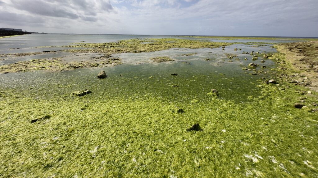 トロピカルビーチは藻が多い