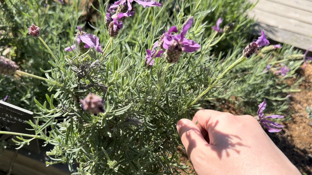 手に触れて遊べるので楽しい＠牧野植物園のふむふむ広場