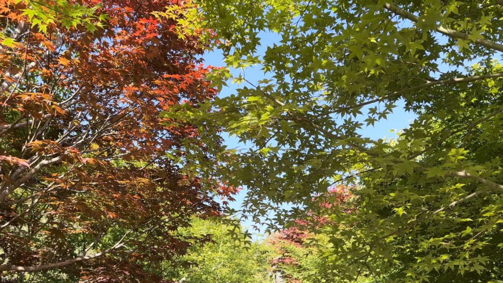 年中紅葉しているオオモミジ＠牧野植物園