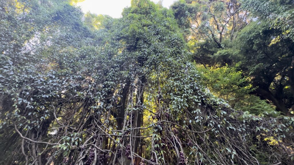 牧野植物園の巨大なトビカズラ