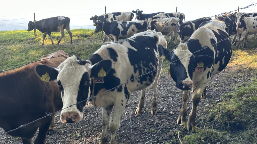 浅間牧場で飼育されている乳牛