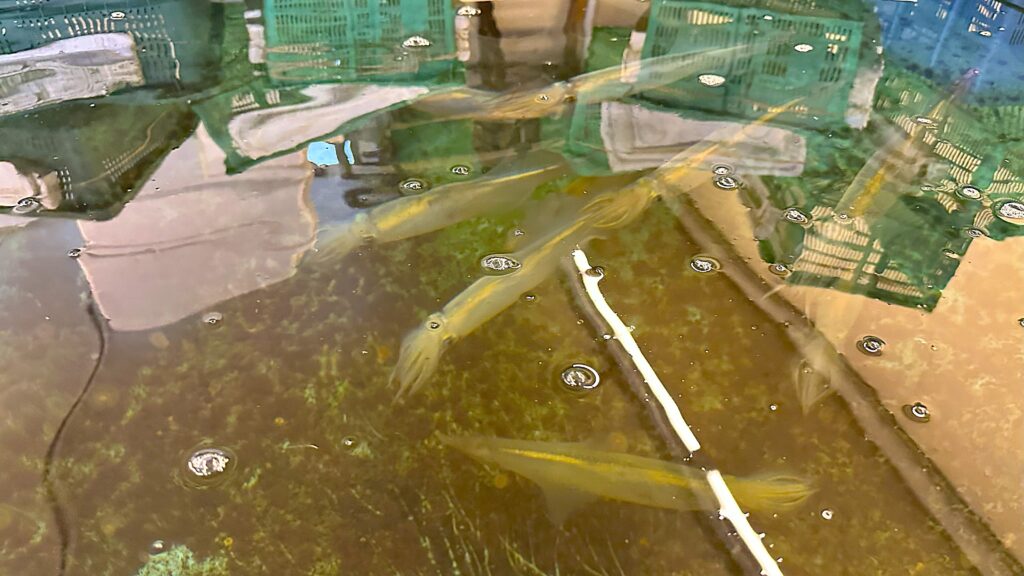 店内の水槽にはイカが泳ぐ